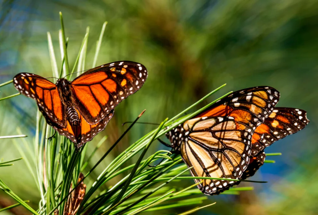 Mariposas monarchas on a pine branch