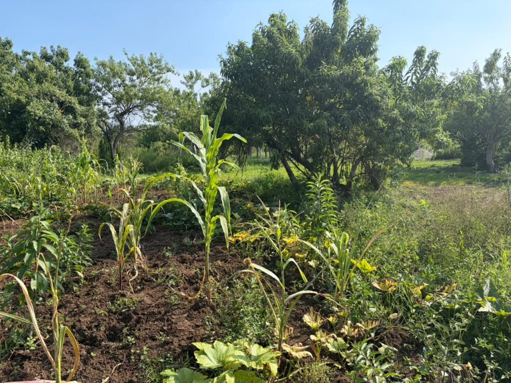 Failed maiz crops in Amatlán Morelos Mexico