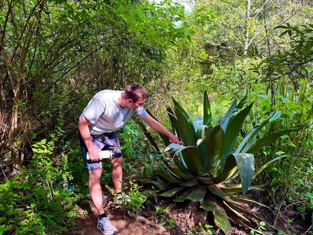 Maguey Agave in the Truchas los Alcatraces Restaurant in Cuernavaca