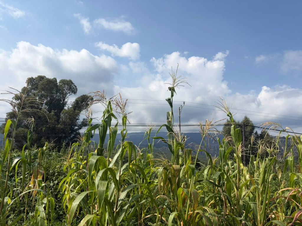 Maiz corn in a field in Amatlán Morelos, Mexico