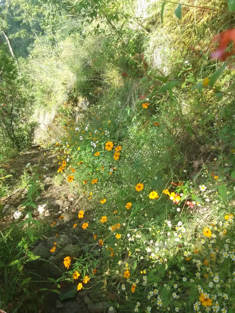 Orange flowers near Mexicapa, on the road to Chalma, Mexico