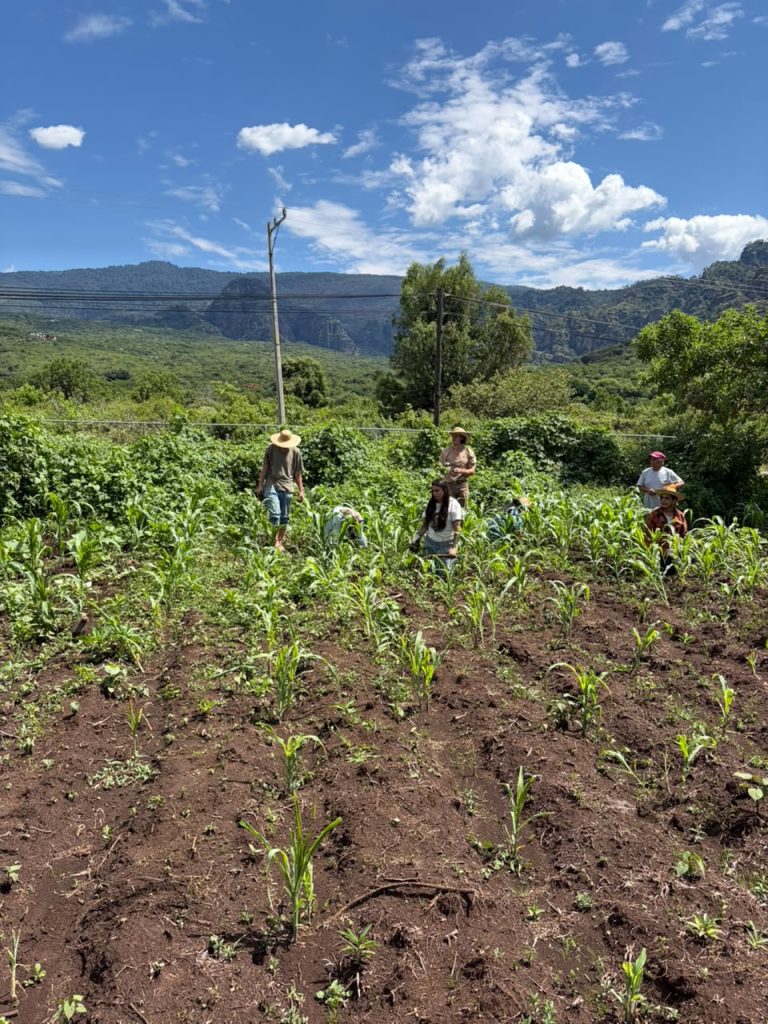 Group of people planting maiz corn in Amatlán Morelos