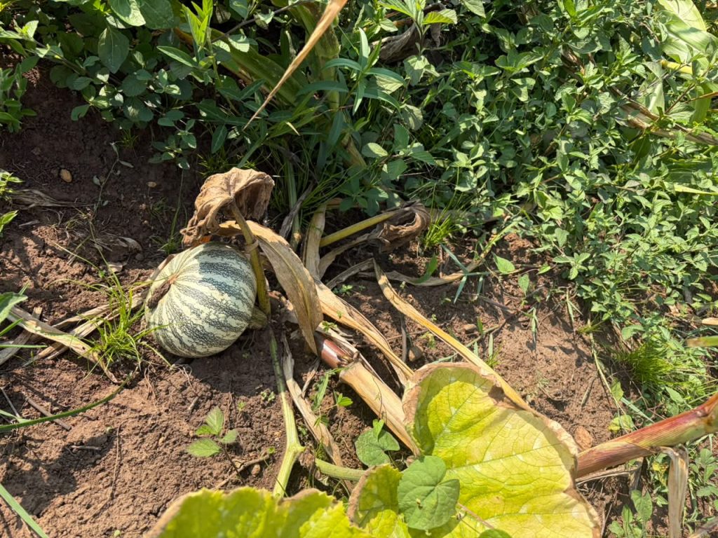 Pumpkin planted next to corn in Amatlán Morelos, Mexico
