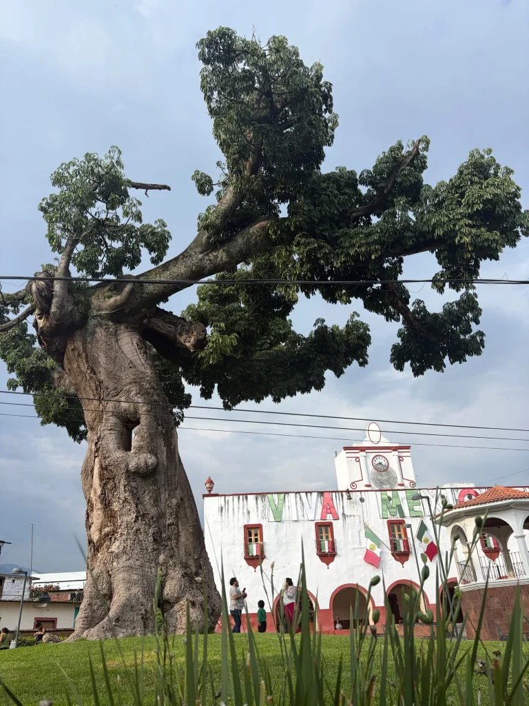 El Pochote, the famous ceiba tree in Tlayacapan Mexico
