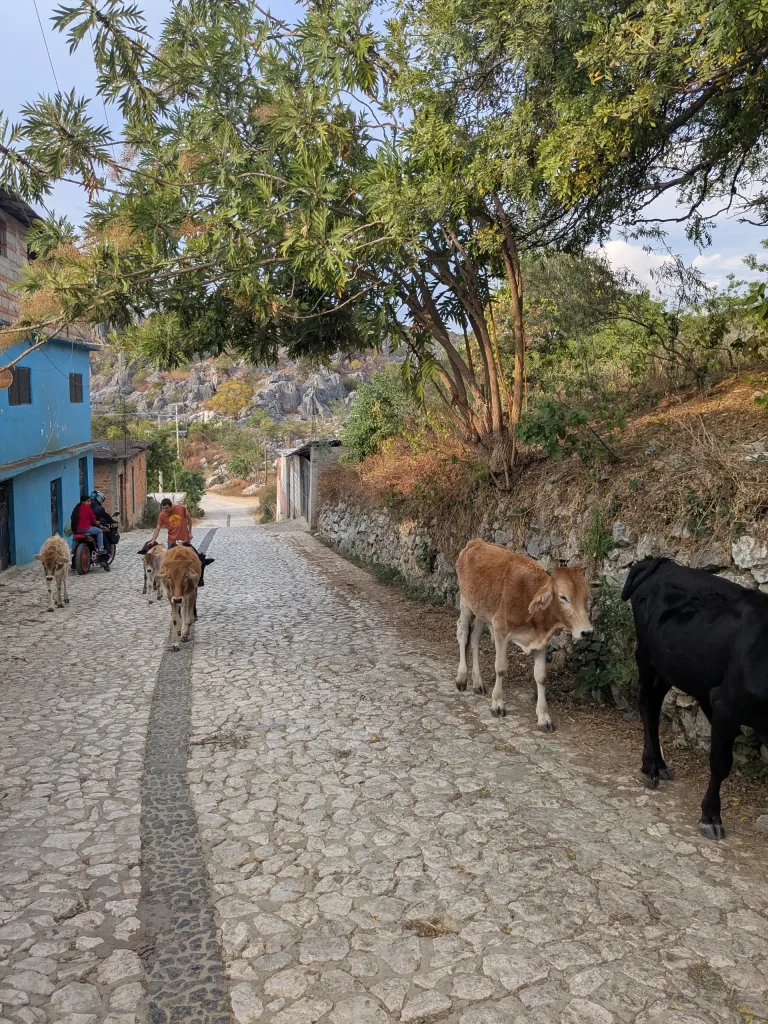Cows in in Ixcateopan de Cuautemoc 