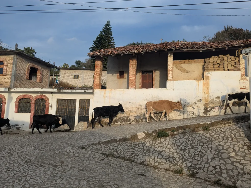 Cows in Ixcateopan de Cuautémoc