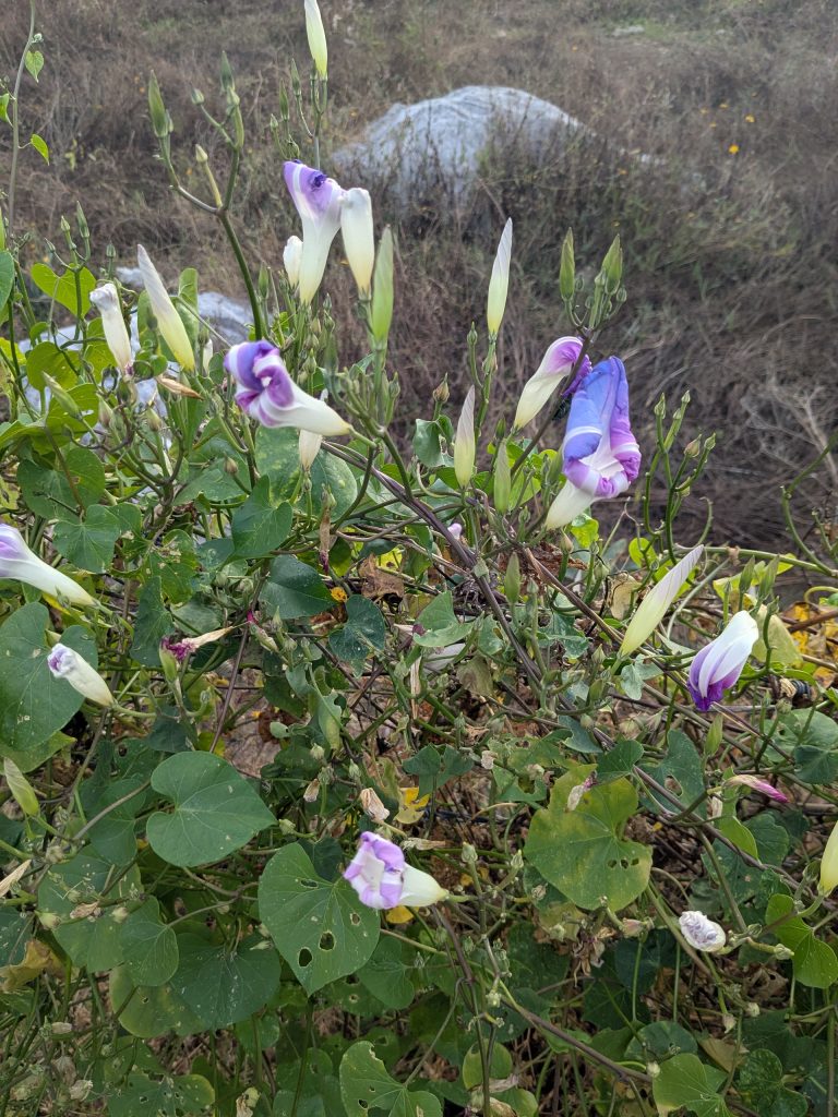 Flowers in Ixcateopan de Cuautémoc