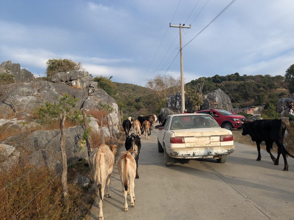 Cows in Ixcateopan de Cuautémoc