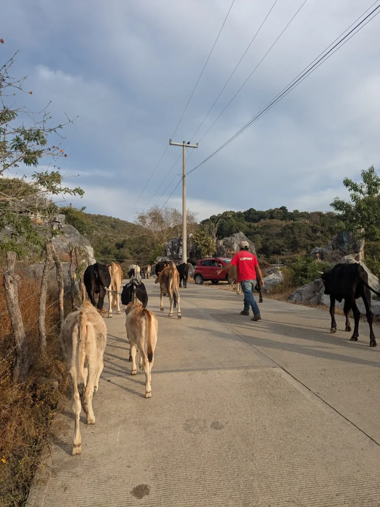 Cows in in Ixcateopan de Cuautemoc 