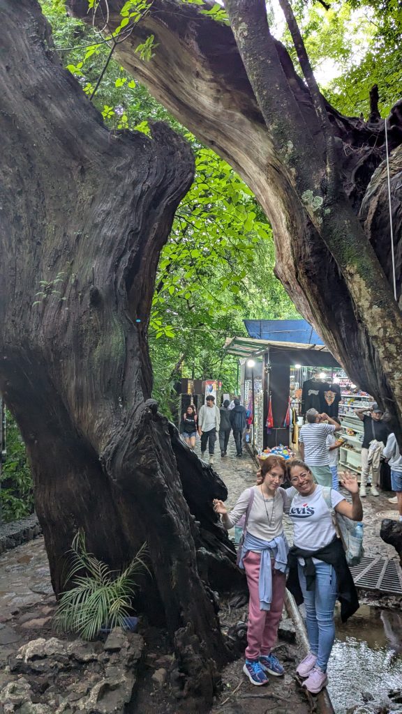 Split tree in Tepoztlán
